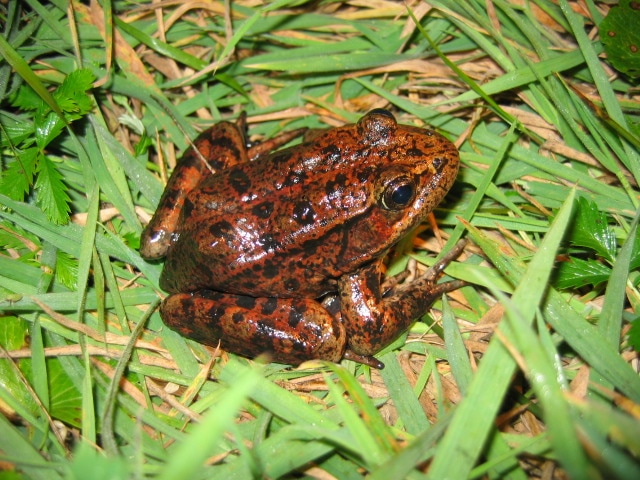 Help Save Endangered Red-Legged Frogs April 16th
