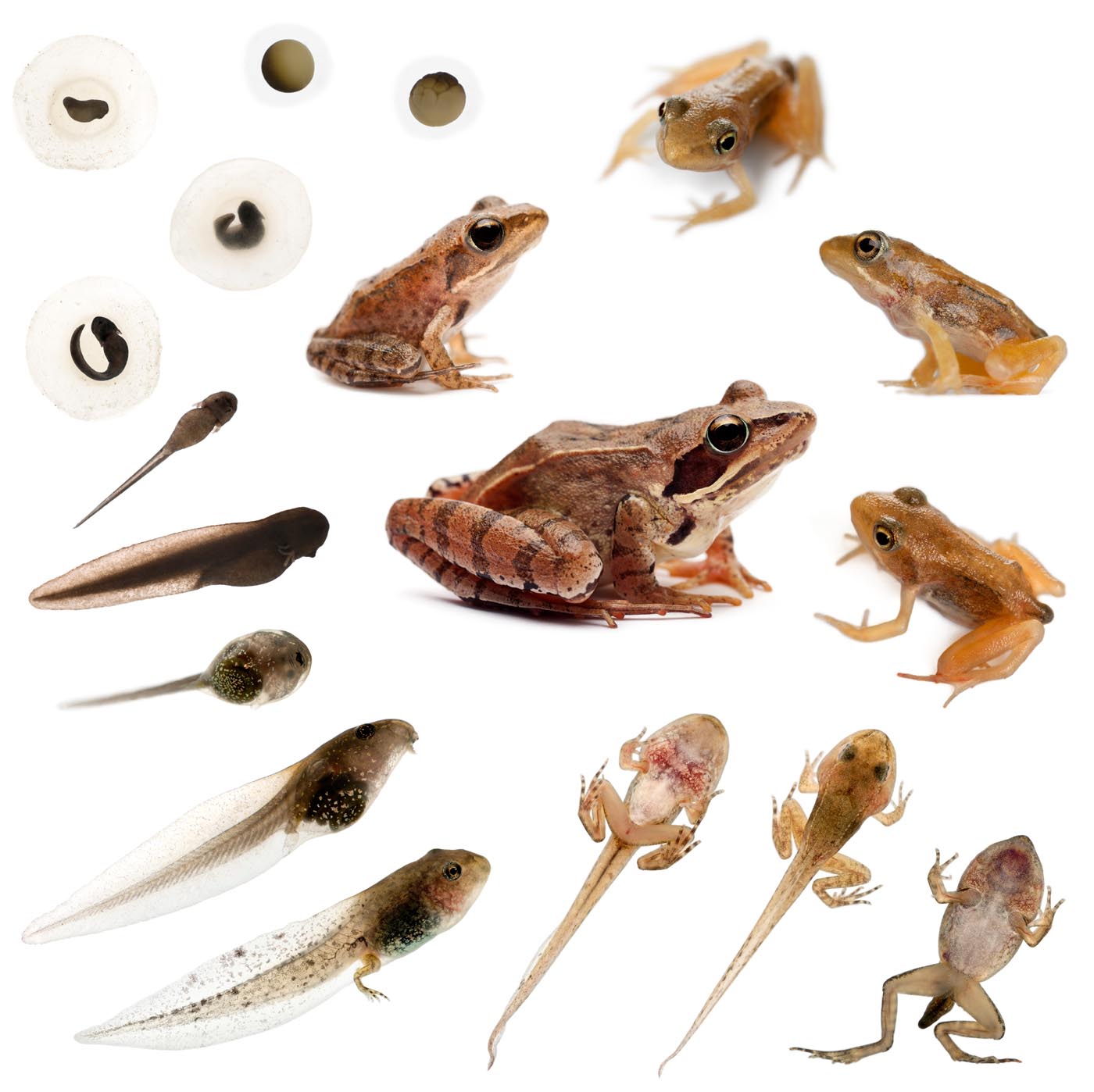 Composition of the complete evolution of a Common frog in front of a white background