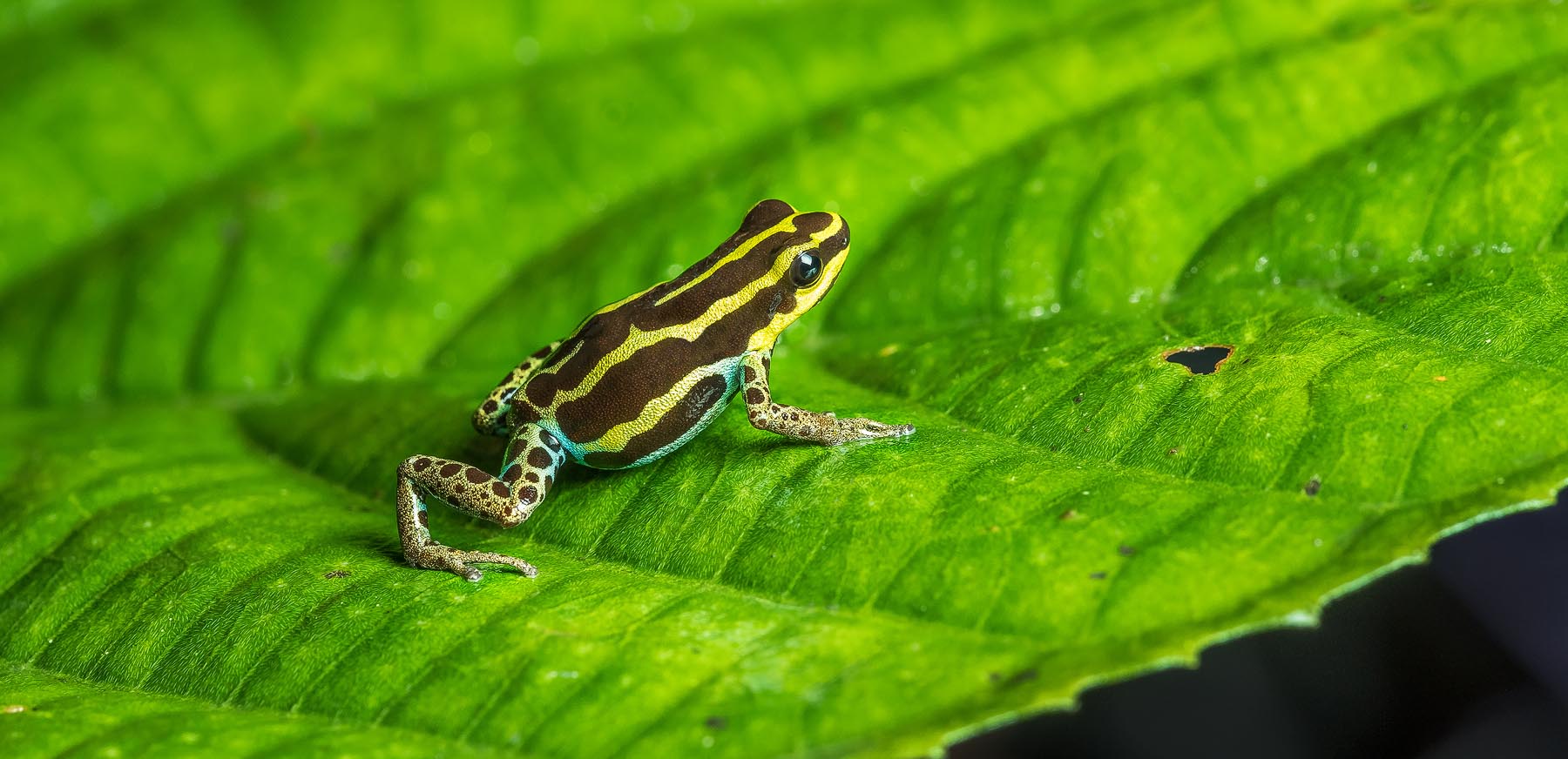 SAVE THE FROGS! Travel Grants
