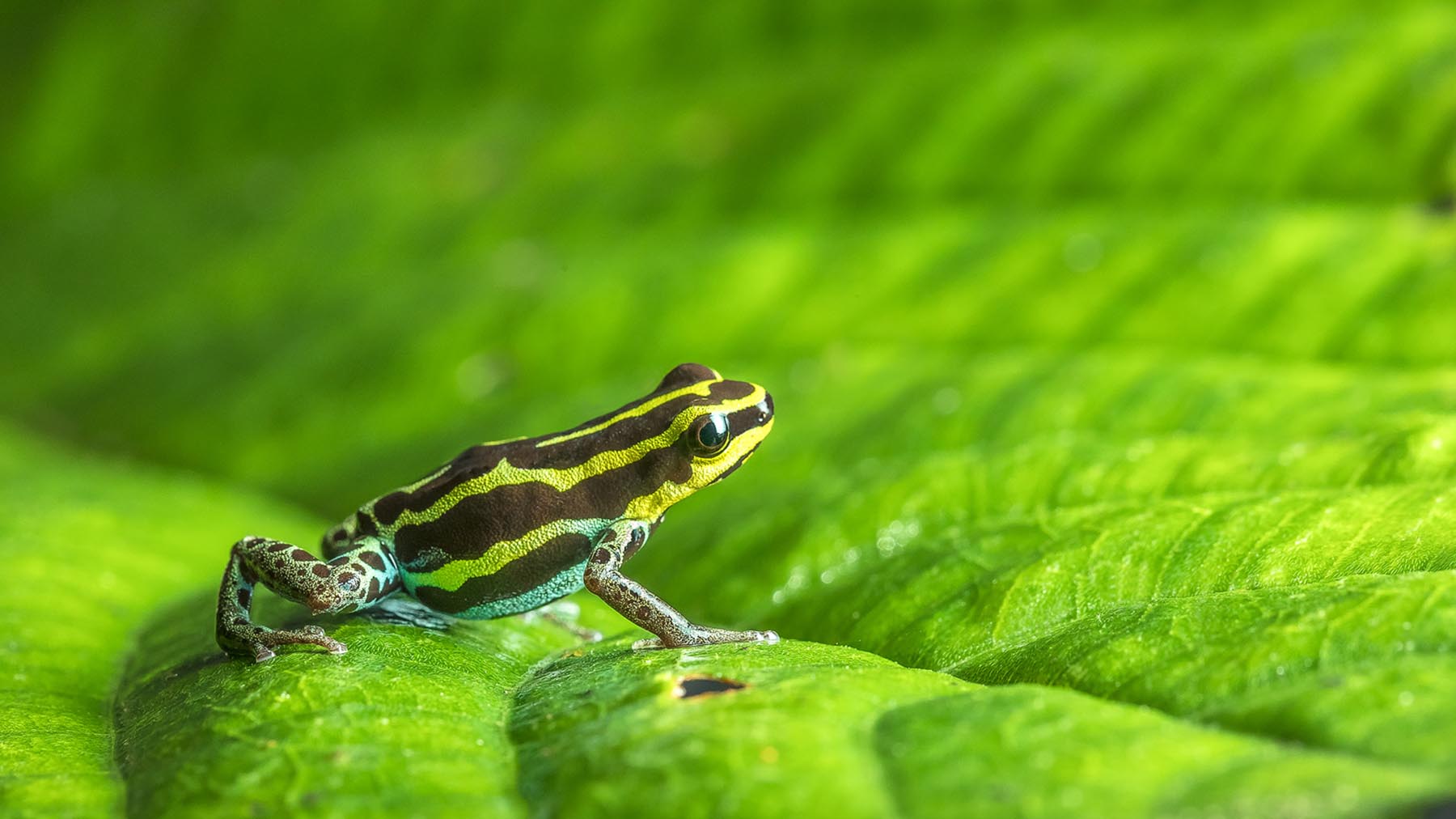 Save The Frogs Ecuador Ecotours