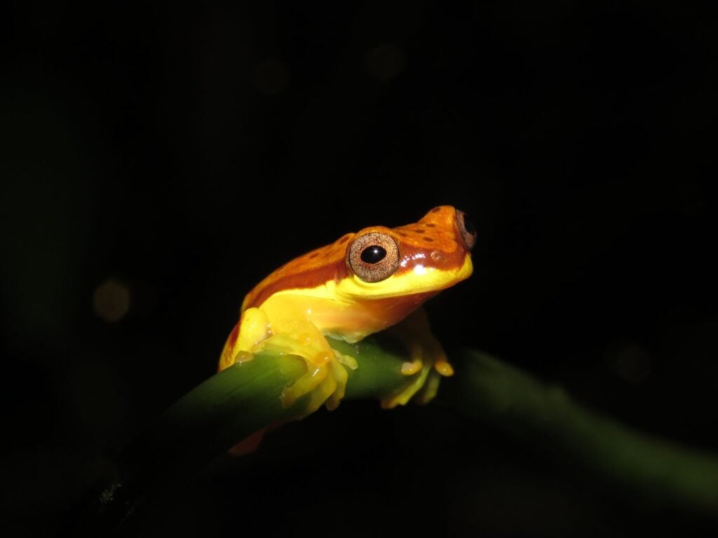 रेने कार्पियो रियल बोलिविया 2025 मेंढक बचाओ फोटो प्रतियोगिता डेंड्रोसोफस रोडोपप्लस