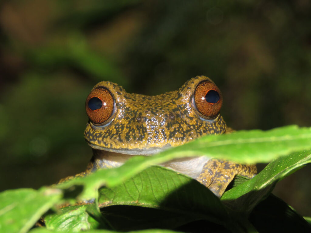 रेने कार्पियो रियल बोलीविया 2025 सेव द फ्रॉग्स फोटो प्रतियोगिता हायलोस्कर्टस आर्मेटस