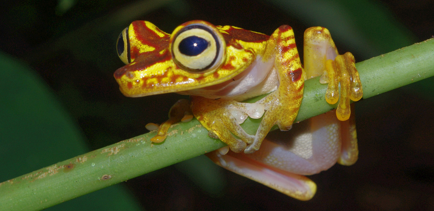 Reynal Galvis Cruz Frogs Colombia Rana 1400