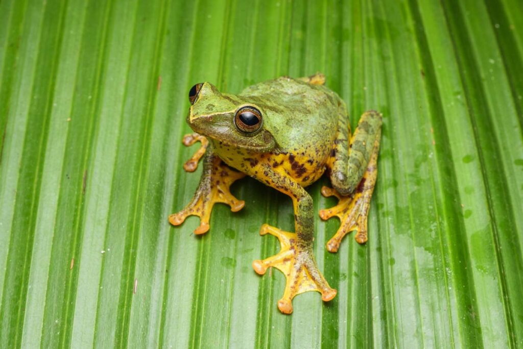 Rhacophorus-angulirostris---Masked-Tree-Frog-malaysia-kinabalu-rupert-grassby-lewis
