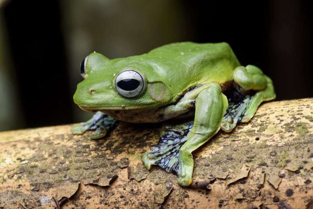 Rhacophorus-norhayatii-Norhayati-Flying-Tree-Frog-(6)--malaysia-poring-rupert-grassby-lewis