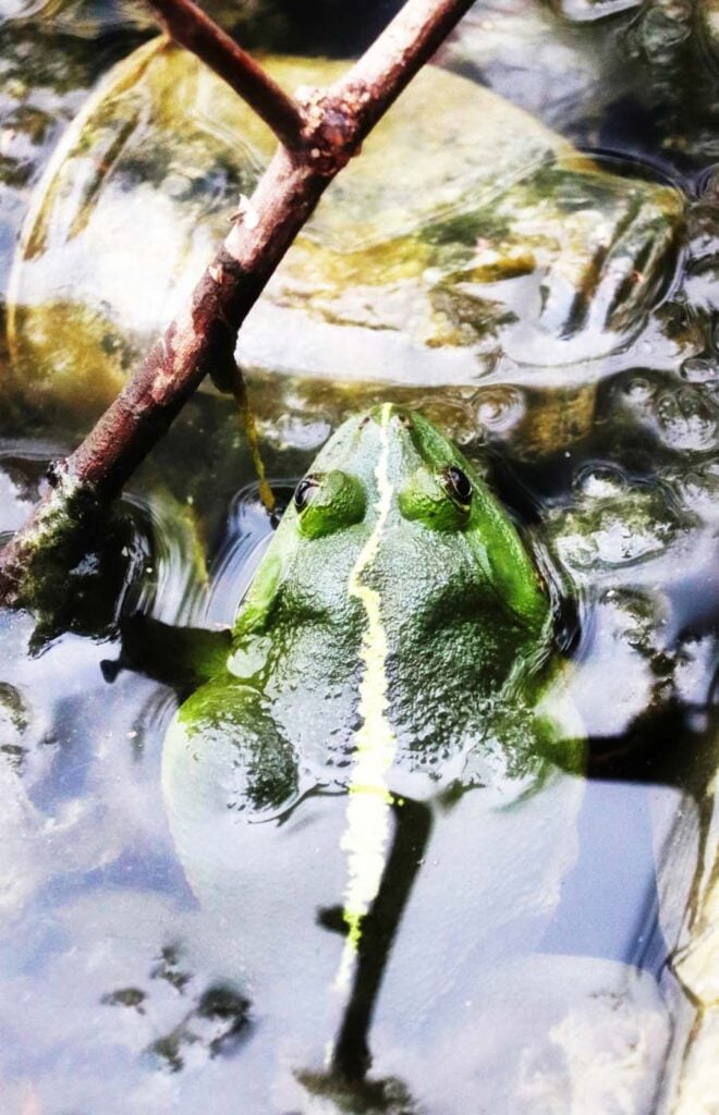 Bangladesh - University of Dhaka - Save The Frogs Day 2024