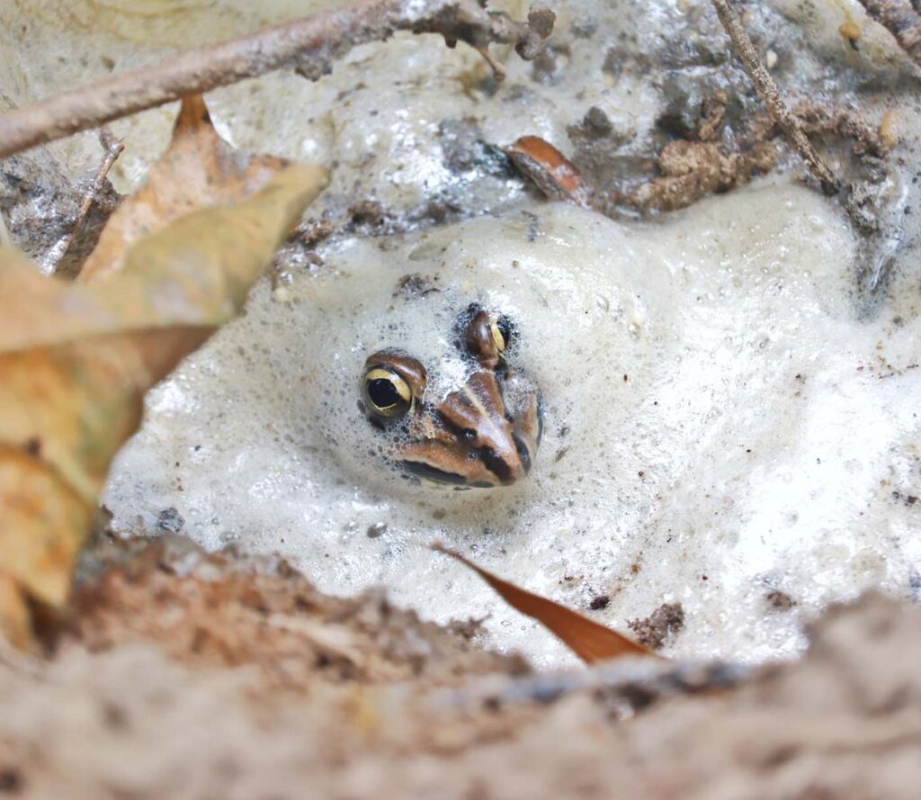 Bangladesh - University of Dhaka - Save The Frogs Day 2024