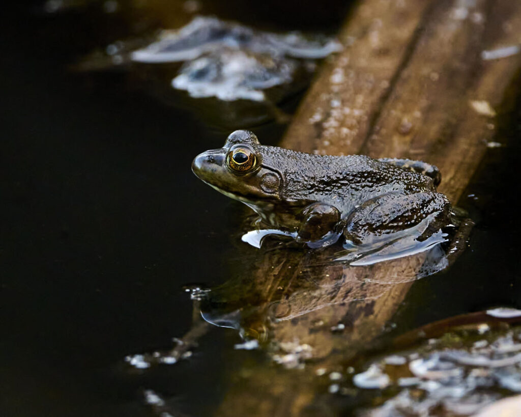 रॉबर्ट हार्ट, संयुक्त राज्य अमेरिका, यूएस, 2025 सेव द फ्रॉग्स फोटो प्रतियोगिता, फोटो 1