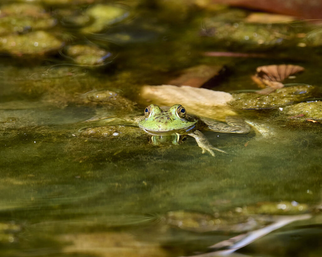 रॉबर्ट हार्ट, संयुक्त राज्य अमेरिका, 2025 सेव द फ्रॉग्स फोटो प्रतियोगिता, फोटो 3