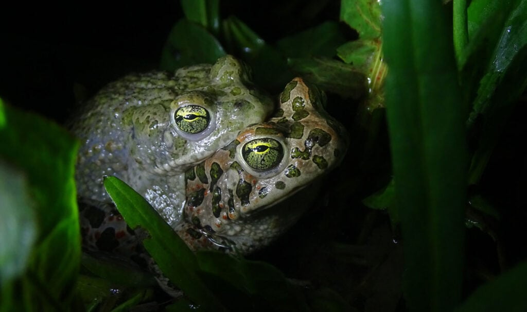 रोबर्टा फाल्को, इटली, 2025 सेव द फ्रॉग्स फोटो प्रतियोगिता, फोटो 2