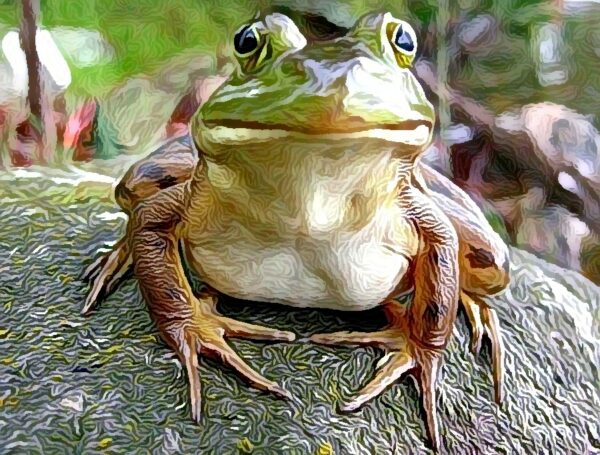 Ron Phillips American Bullfrog