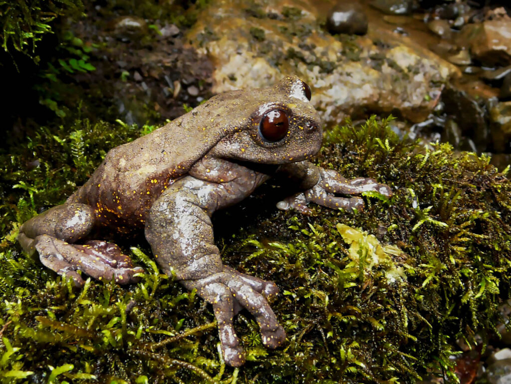 Roy-Santa Cruz-Peru-2023-save-the-frogs-photo-contest-1