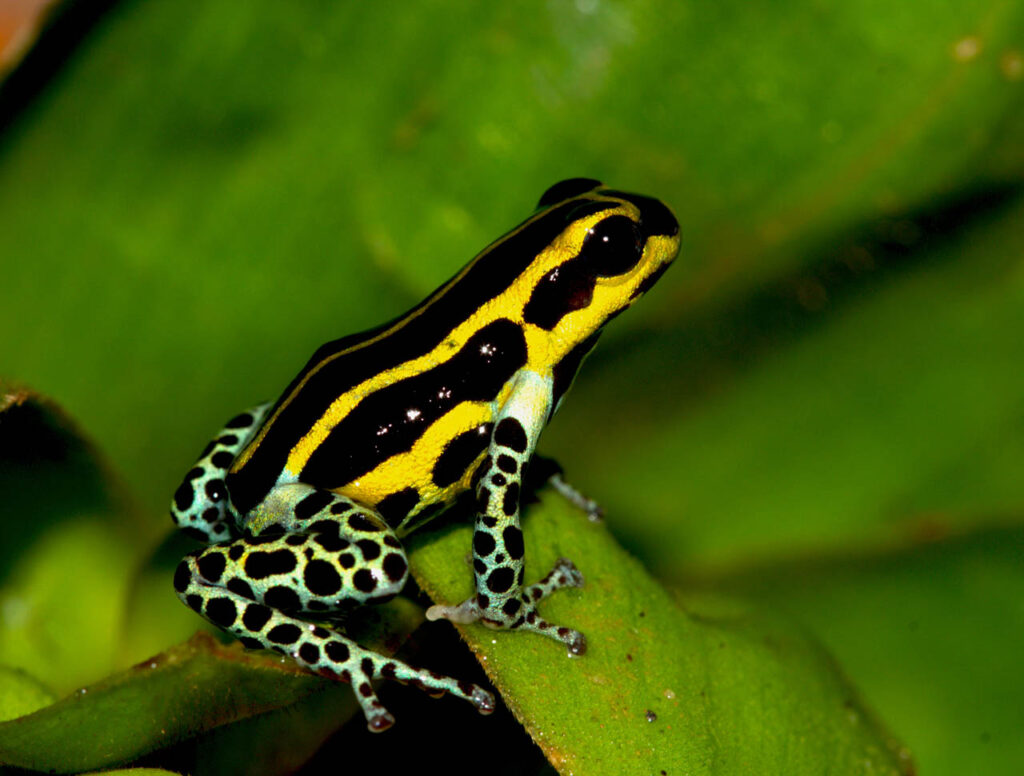 Roy-Santa Cruz-Peru-2023-save-the-frogs-photo-contest-2