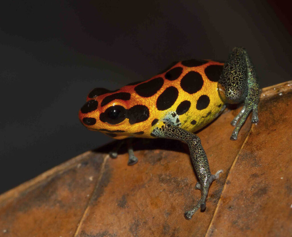 Roy-Santa Cruz-Peru-2023-save-the-frogs-photo-contest-3