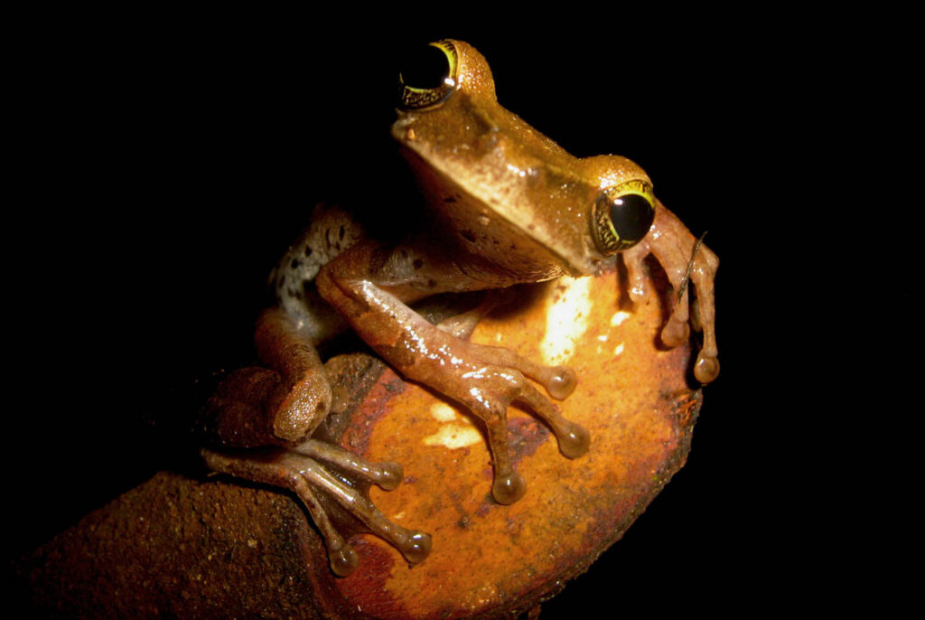 Roy-Santa Cruz-Peru-2023-save-the-frogs-photo-contest-4