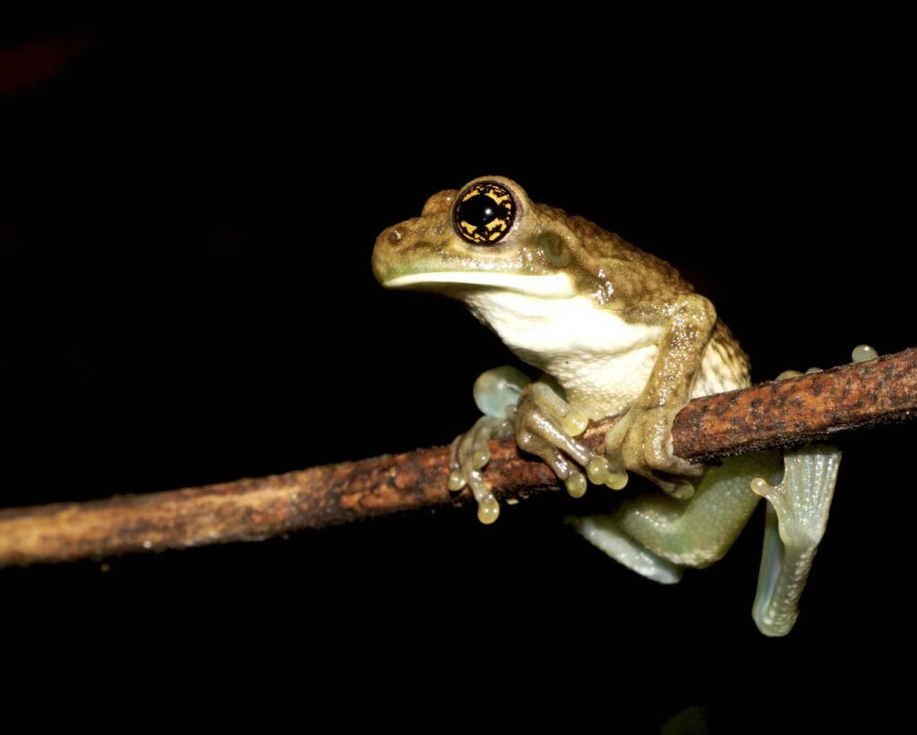 Roy-Santa Cruz-Peru-2023-save-the-frogs-photo-contest-5