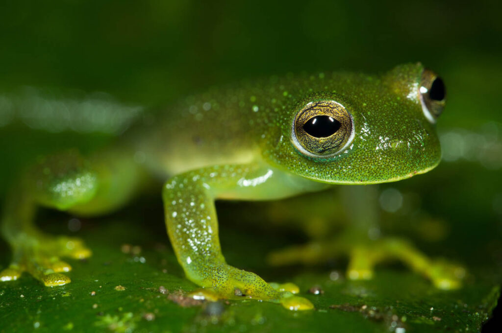 Rulyrana-spiculata-Peru-Madre-de-Dios-Ciaran-Nagle-Australia-2023-save-the-frogs-photo-contest