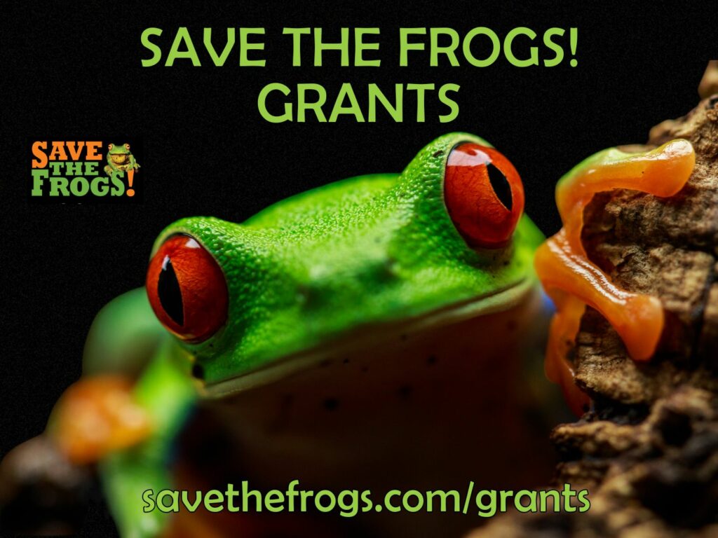 SAVE THE FROGS! Icono de subvenciones 2024 