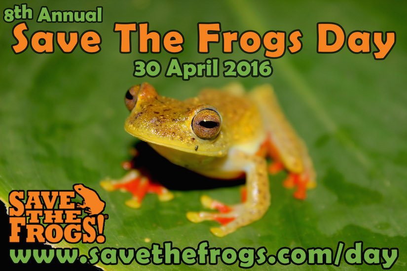 Save The Frogs Day in Sarawak