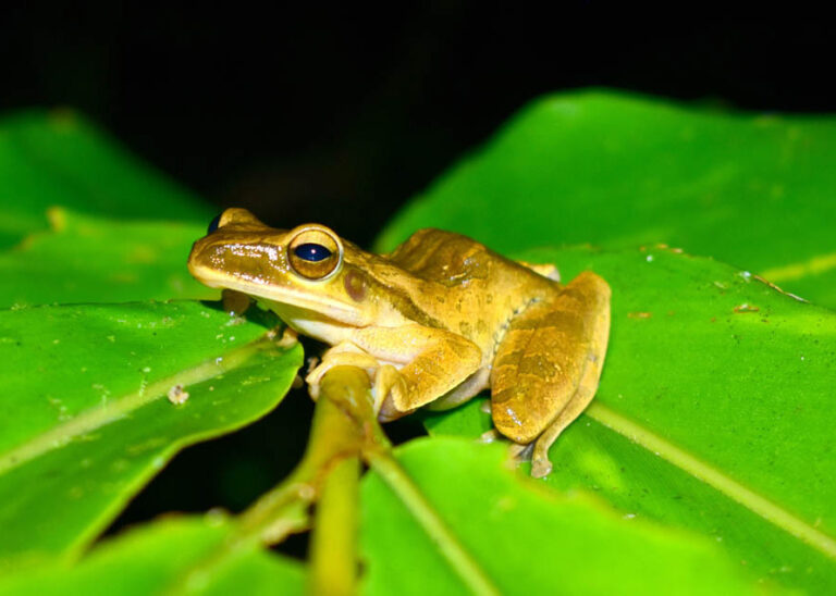 Краткая история Save The Frogs Day и почему Save The Frogs Day ежегодно отмечается 28 апреля