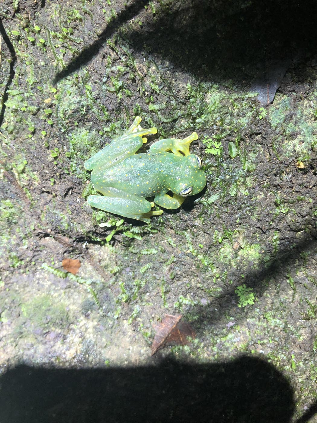 Sachatamia albomaculata Cascade Glass Frog 1 Uvita Rio San Josecito