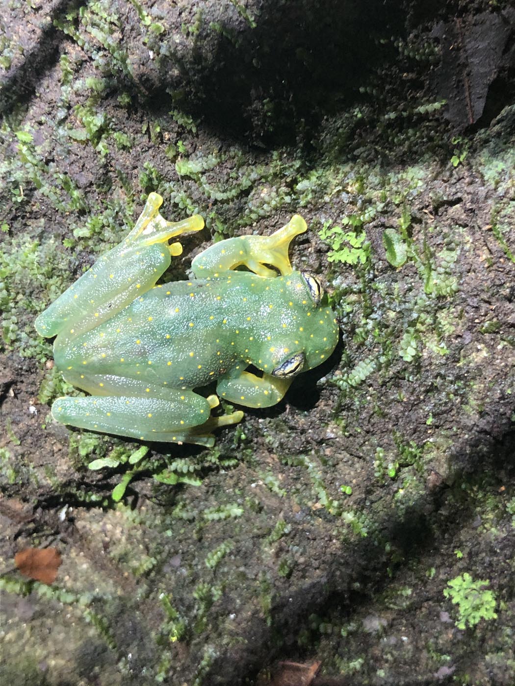 Sachatamia albomaculata Cascade Glass Frog 2 Uvita Rio San Josecito