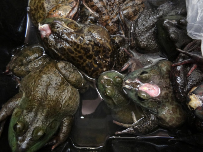 Live Animal Markets - Bullfrogs