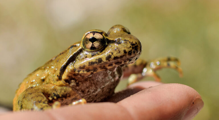 Sanej Sueal Nepal - Frog in Hand - 2017 Save The Frogs Photo Contest