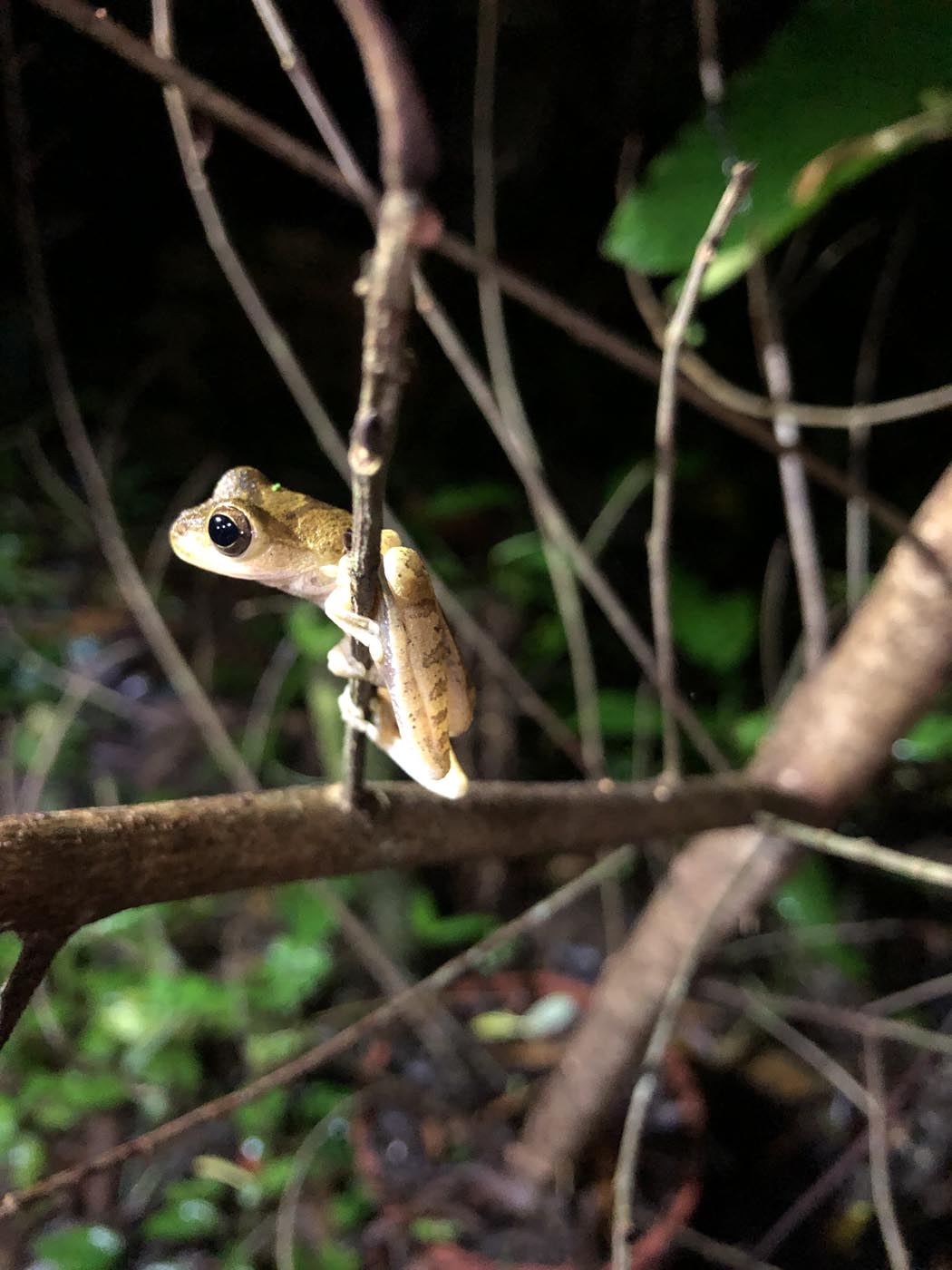 Sarapiqui Experience Frogs Costa Rica Ecotour 2021 4