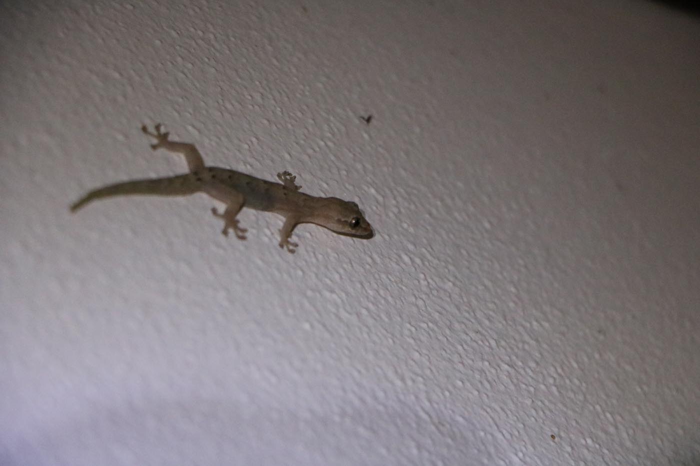 Sarapiqui La Quinta Hotel Costa Rica Hemidactylus frenatus Gecko