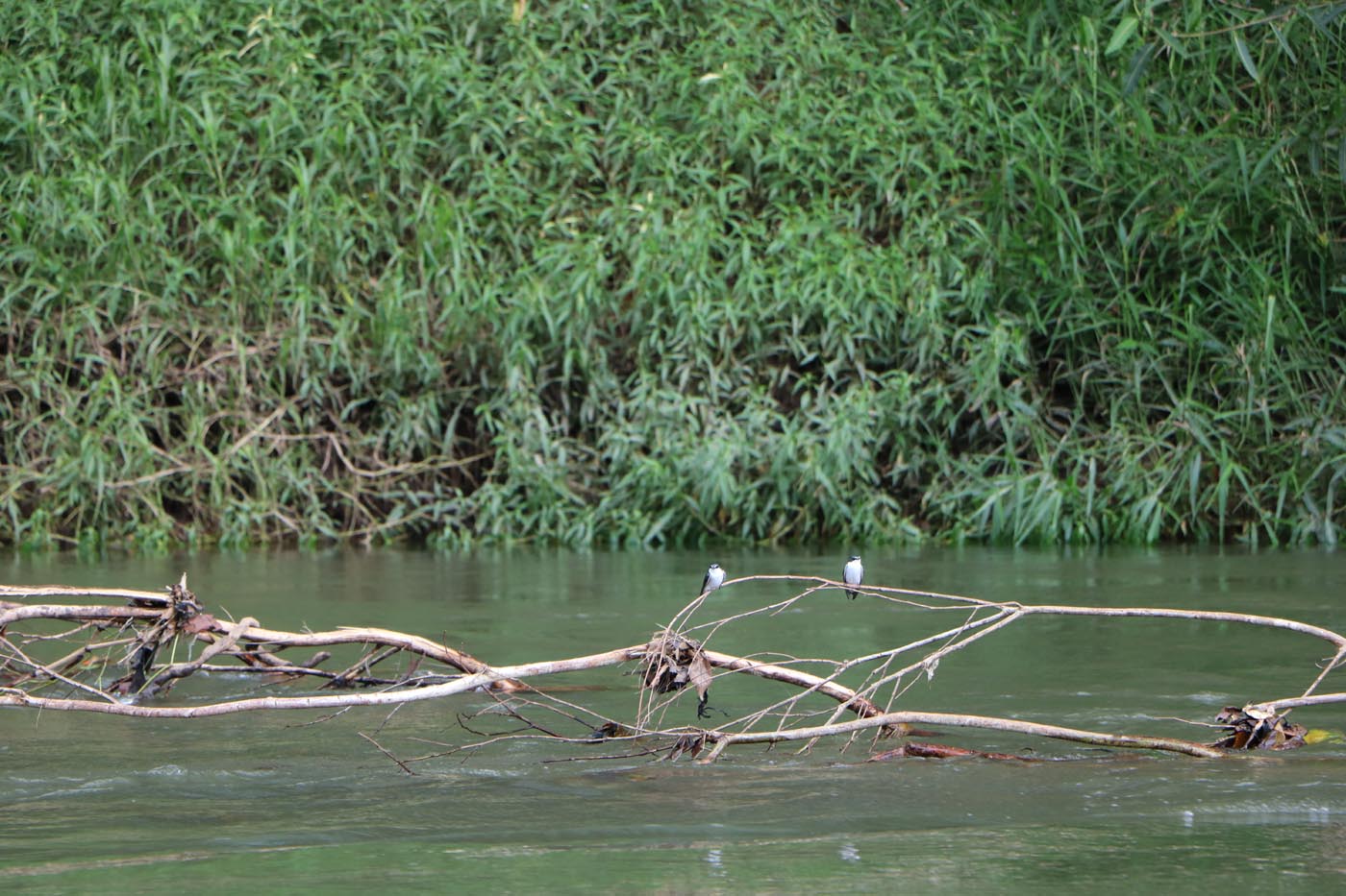 Sarapiqui River Save The Frogs Ecotour Costa Rica 10