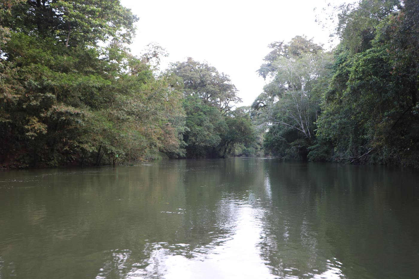 Sarapiqui River Save The Frogs Ecotour Costa Rica 12