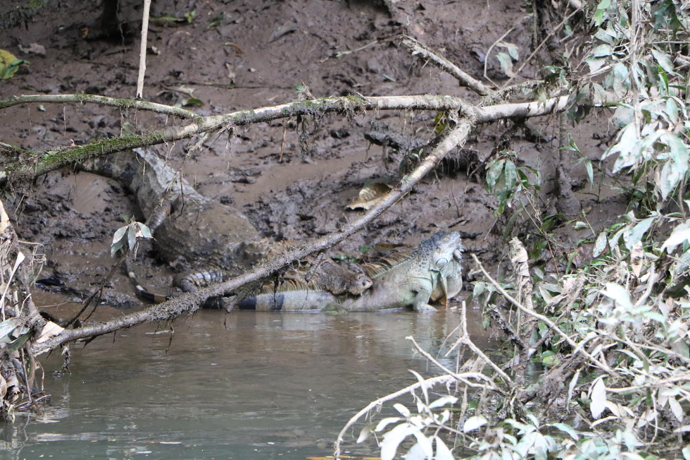 Sarapiqui River Save The Frogs Ecotour Costa Rica 17