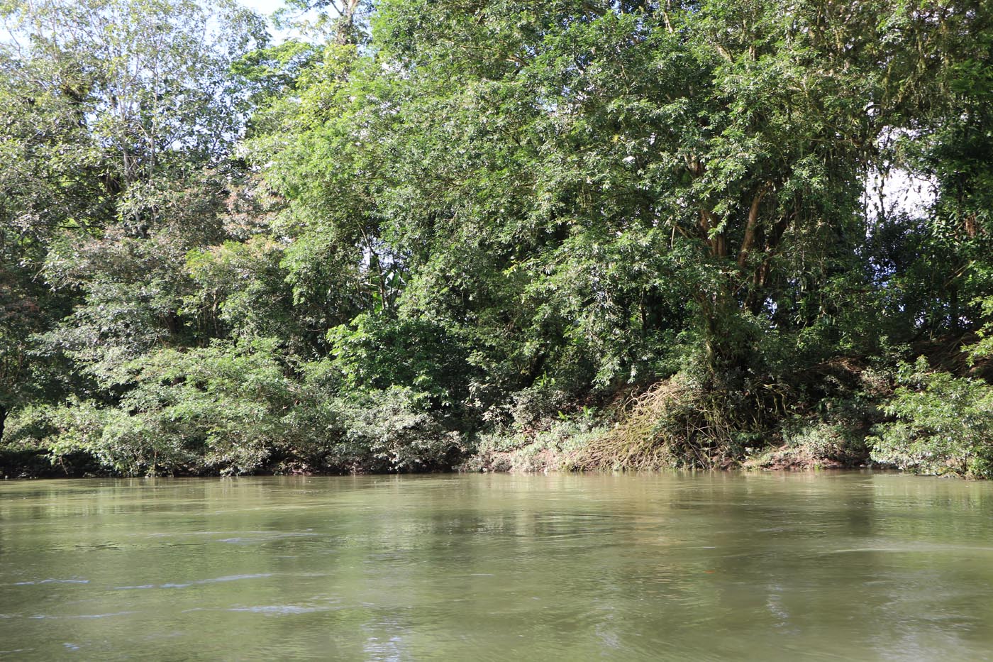 Sarapiqui River Save The Frogs Ecotour Costa Rica 3