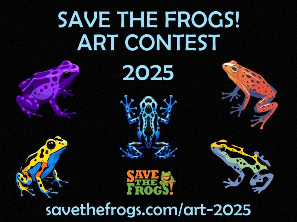 2025年拯救青蛙艺术大赛图标
