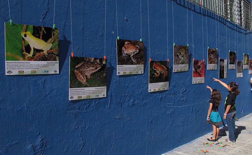 Mostra fotografica Save The Frogs Day 2014 Messico-Narayit