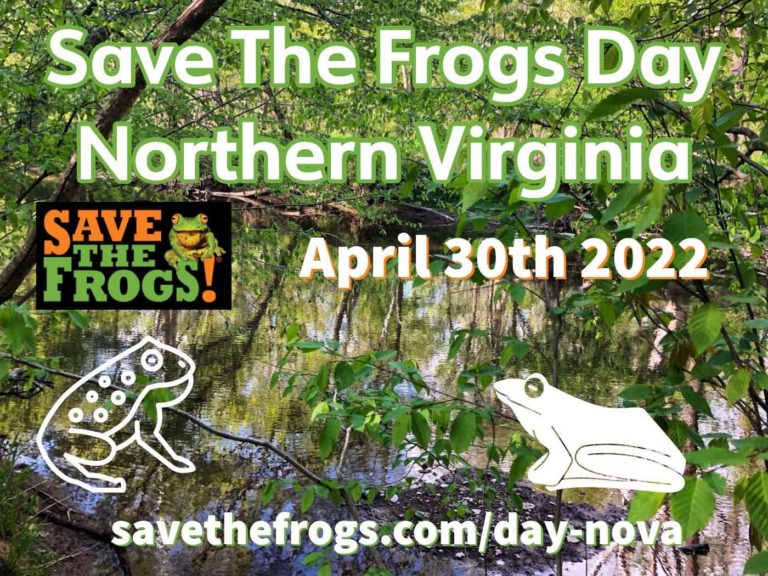 Save The Frogs Day 2022 in Northern Virginia