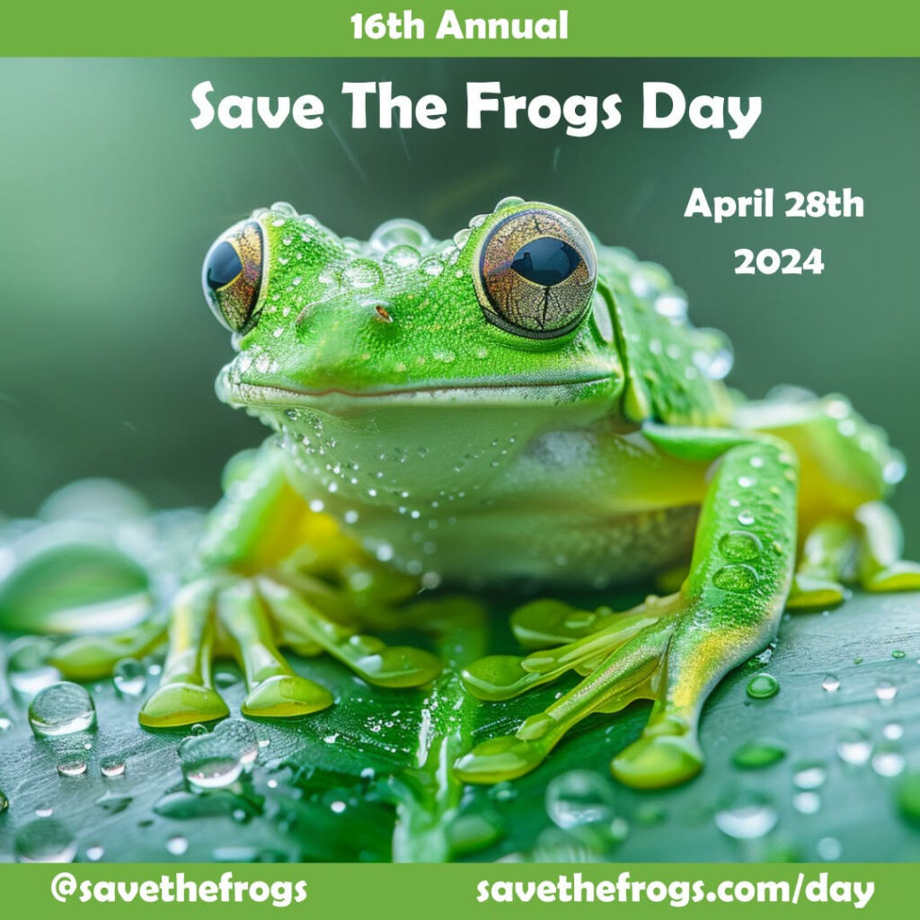 Icono Save The Frogs Day 2024 - Gotas de lluvia Rana Kerry Kriger Midjourney Art