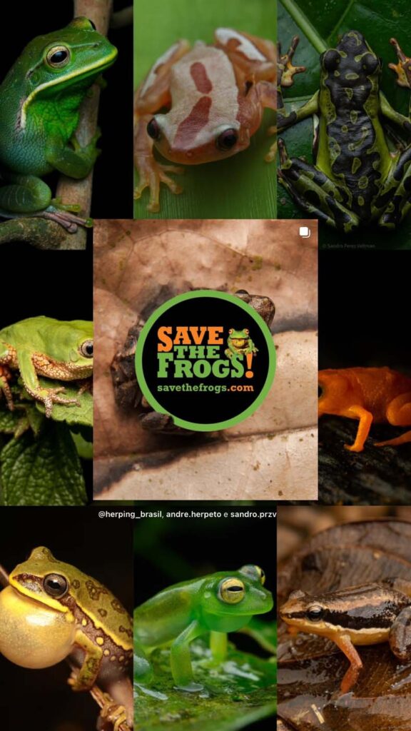 Save The Frogs Day 2025年国际两栖动物保护工作028