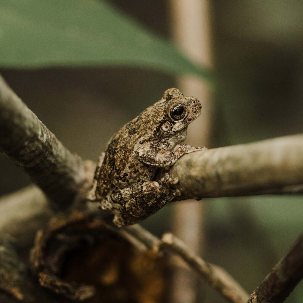 Save The Frogs Day 2025年国际两栖动物保护工作044