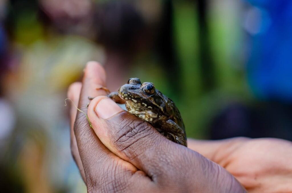 Save The Frogs Day 2025年国际两栖动物保护工作127