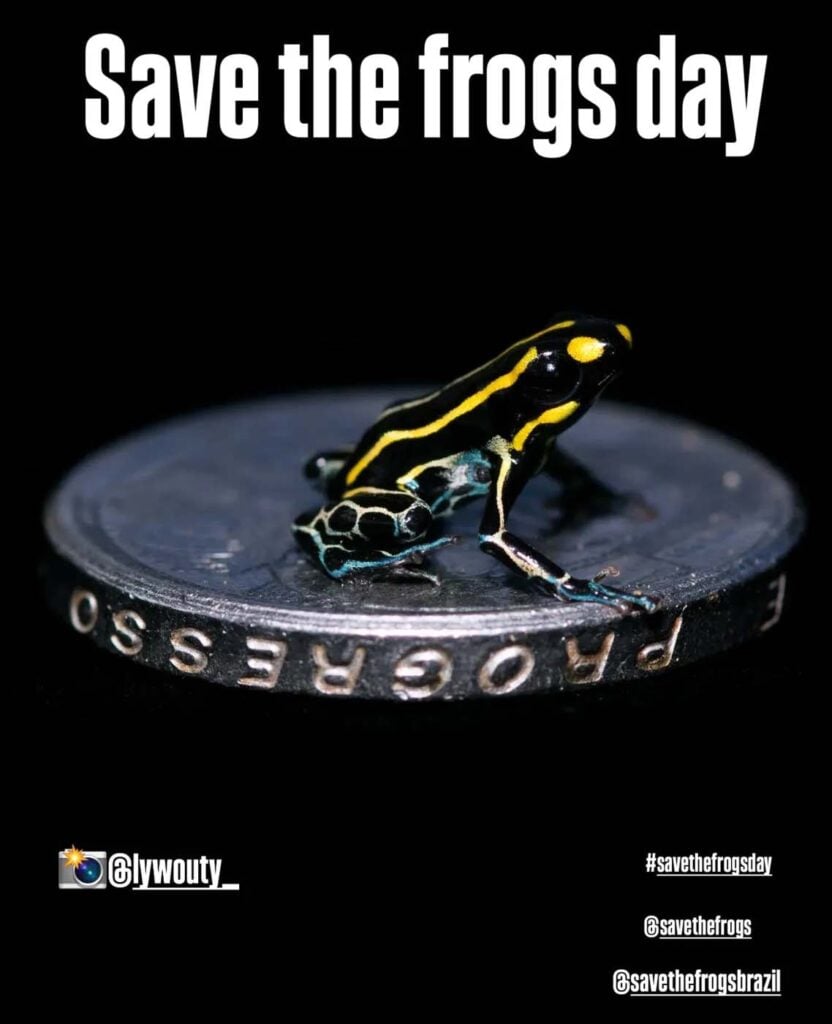 Save The Frogs Day 2025年国际两栖动物保护工作141