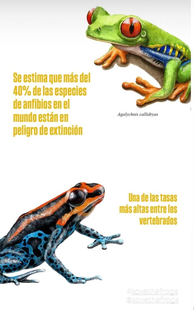 Save The Frogs Day 2025年国际两栖动物保护工作143