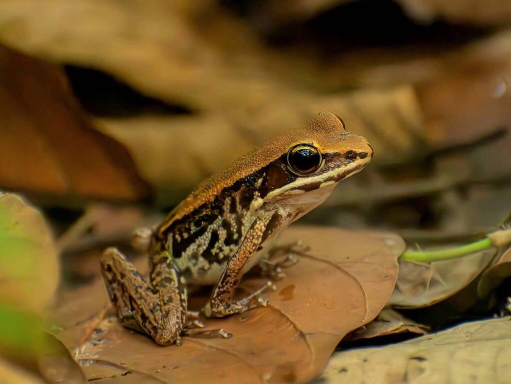 Save The Frogs Day 2025年国际两栖动物保护工作186