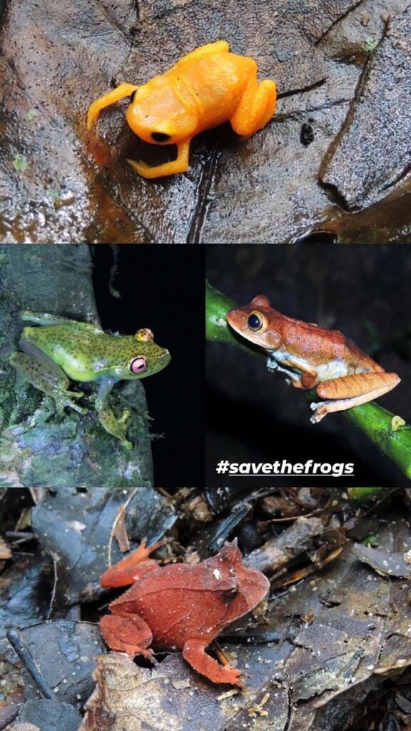 Save The Frogs Day 2025年国际两栖动物保护工作201