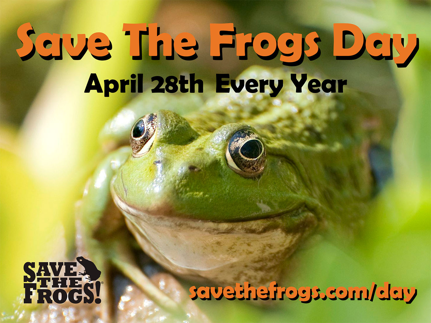 Save The Frogs Day - April 28 Every Year - Amy Liu 1400
