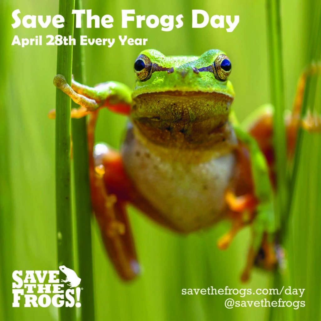 Save The Frogs Day – jedes Jahr am 28. April – Ikone von Eve Ruedisueli