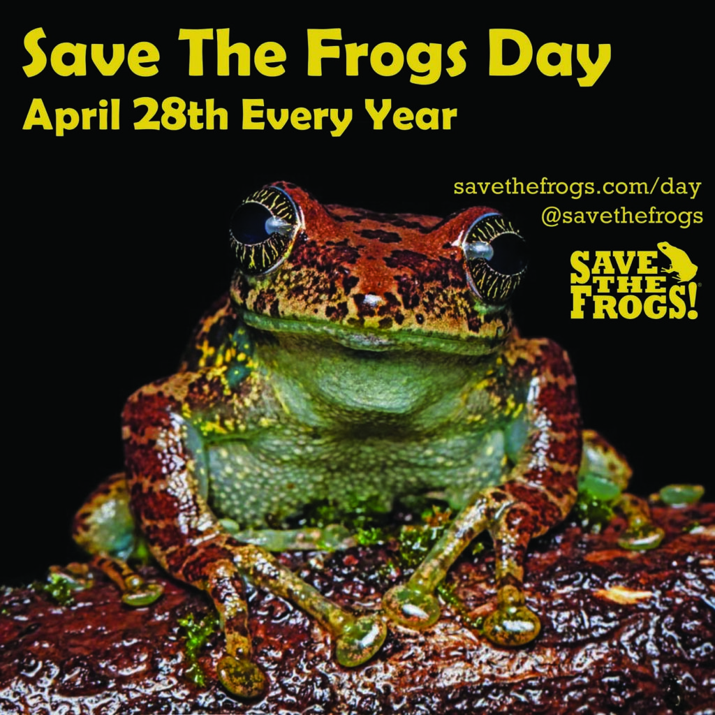 Save The Frogs Day - 28 de abril de cada año - Icono de Eve Ruedisueli