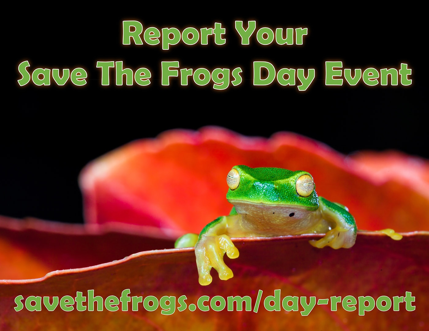 Save The Frogs Day Event Reporting