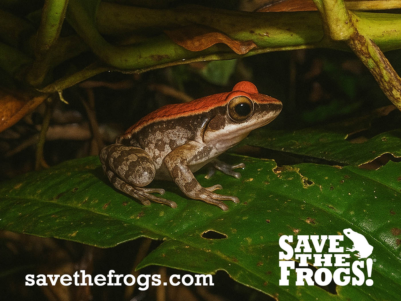 Save The Frogs Icon 1 from Ahmed Junaid Pakistan Odorrana hosii Peninsular Malaysia Ecotour 1400